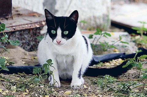 ATIQ UR REH MAN/Gulf News