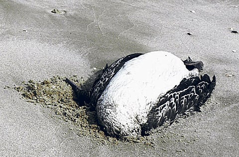 Annette Marie Duke, Gulf News reader