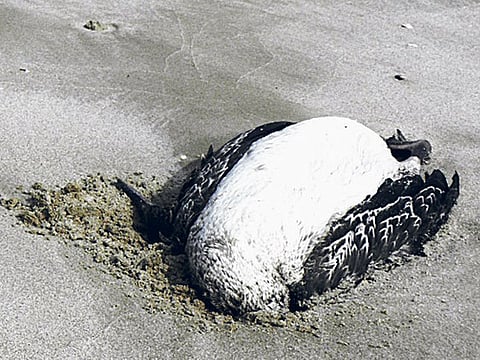 Annette Marie Duke, Gulf News reader