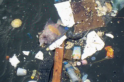 Lej Soyar/Gulf News reader