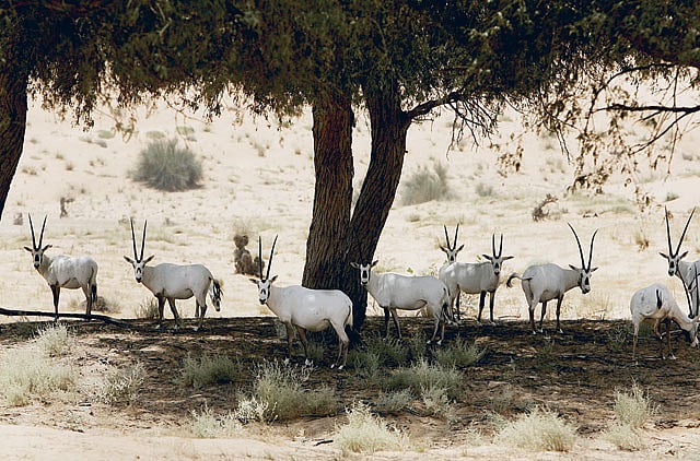 1.1163800-3099048959