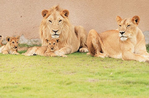 RAVINDRANATH/Gulf News