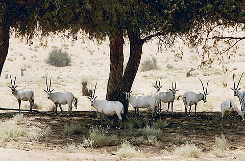  Karen Dias/Gulf News