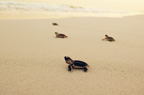 Hawksbill turtle hatchlings make their way to the sea. Picture for illustrative purposes only.