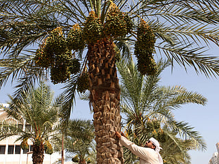 New book in UAE explores date palm trees’ role in fighting climate change