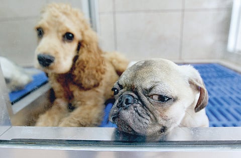 Francois Nel/Gulf News