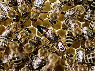 Bees can solve basic maths problems