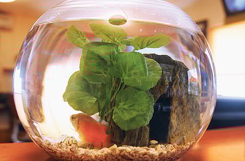 Turning in quarantine-themed photographs to ShutterStock or doing a bit of pet-sitting are all options to pick from to supplement income.