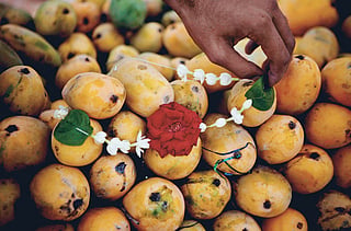 Pakistani mangoes are globally sought after for their unique taste. 