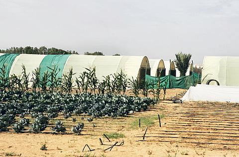 MEGAN HIRONS MAHON/Gulf News archives