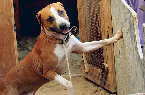 Ahmed Kutty/Gulf News