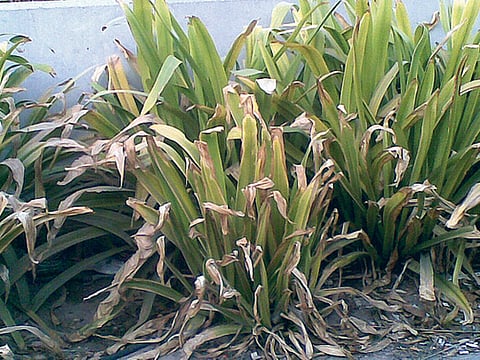 Fatima Suhail/Gulf News Reader