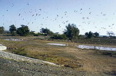 Lily Guna, Gulf News reader