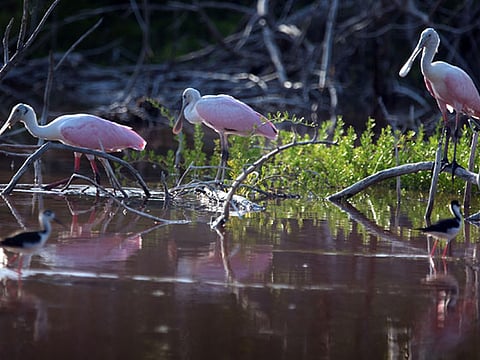 Hybrid pythons strike in Florida Everglades  