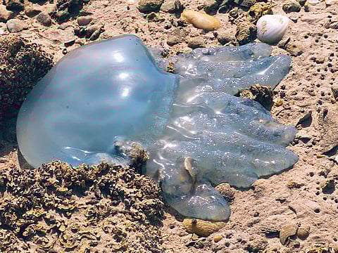 Pooja Mohan, Gulf News Reader 