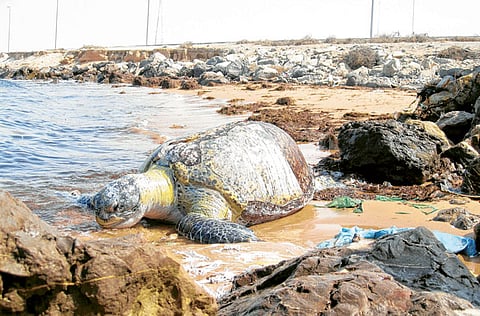 By Adam Lissy Benjamin, Gulf News Reader