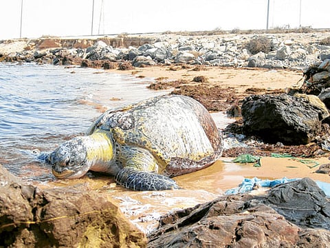 By Adam Lissy Benjamin, Gulf News Reader