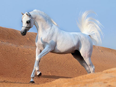 Picture Courtesy Ajman Stud