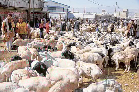 During Eid Al Adha (Feast of Sacrifice), Muslims, who can afford it, sacrifice animals such as sheep, goats, camels and cows, honouring the Prophet Ebrahim’s willingness to slay his son Ismael at Allah’s command. 