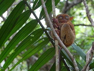 Tourism threatens tiny Philippine primate 
