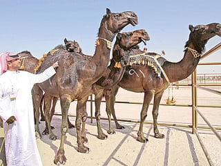 See UAE’s prettiest camels at Al Dhafra Festival