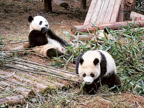 Barbara Demick/Los Angeles Times