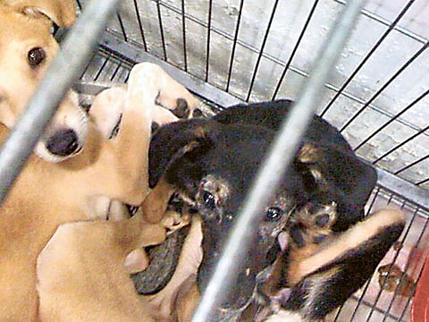 Debbie L./Gulf News Reader