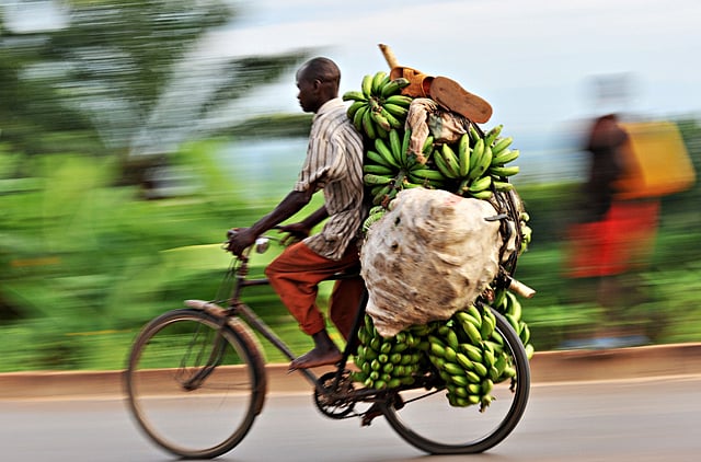 1.2233784-2231043894