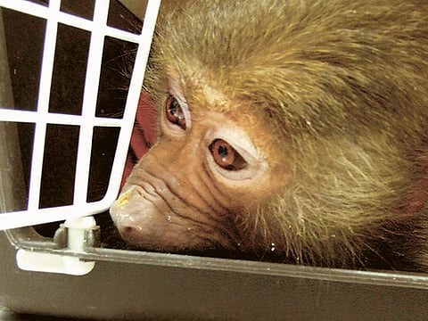 Montserrat Martin/Gulf News Reader