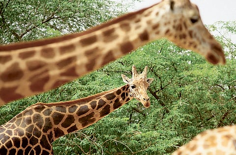 Francois Nel/Gulf News