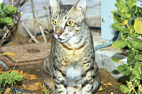 Montserrat Martin/Gulf News Reader