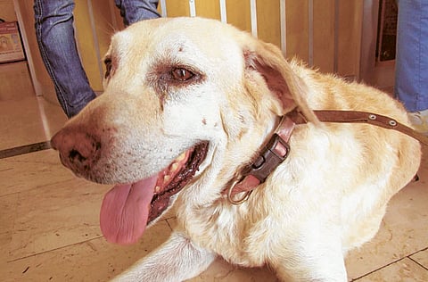 By Montserrat Martin/Gulf News Reader