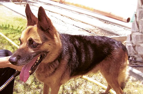 By Montserrat Martin Gulf News Reader