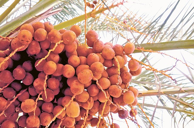 1.1291718-3914700529