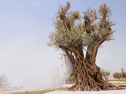 Abdel-Krim Kallouche/Gulf News