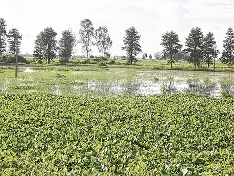 Narendra Kaushik/Gulf News