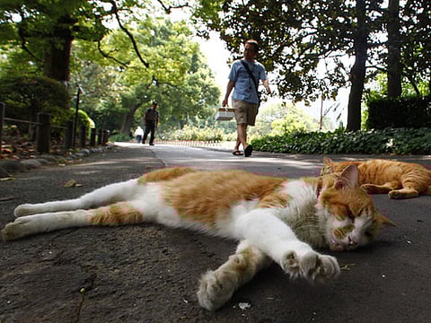 Cats don’t love you