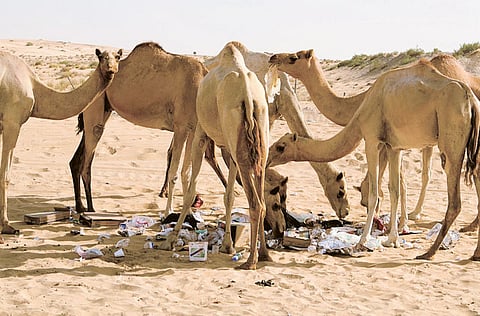 Siby Koshy/Gulf News Reader