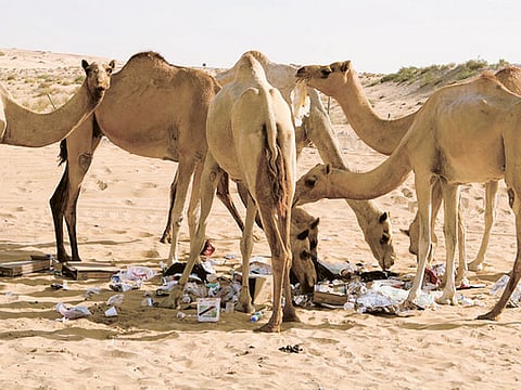 Siby Koshy/Gulf News Reader