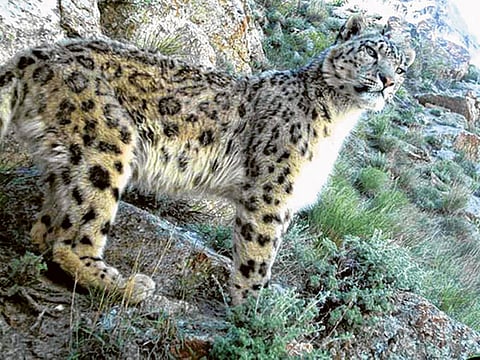 Wildlife Conservation Society via New York Times