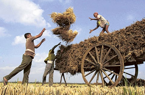 File picture: Farmers load harvested paddy onto a bullock cart on the outskirts of Bhubaneswar, India. 