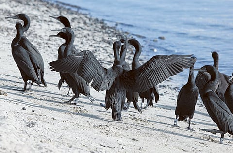 Courtesy: Dubai Municipality