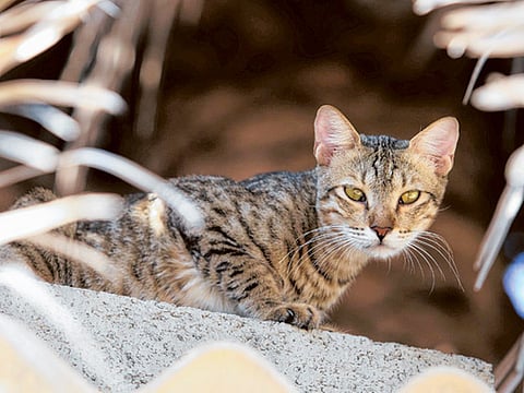 Atiq-Ur-Rehman/ Gulf News