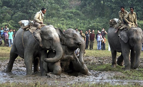 Why elephants work well with people: They get the point