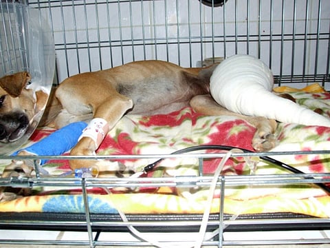 Abandoned Saluki fighting to save her leg and find forever home