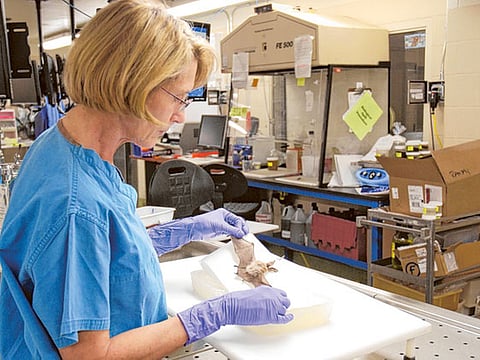 Courtesy U.S. Geological Survey