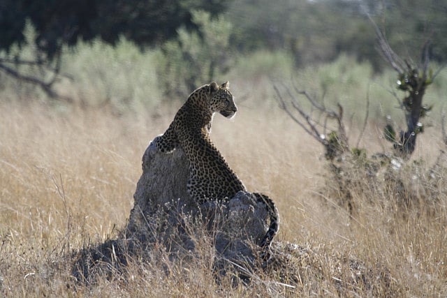 1.1130895-2010067243