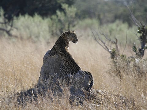 Chandrani Kar/Gulf News