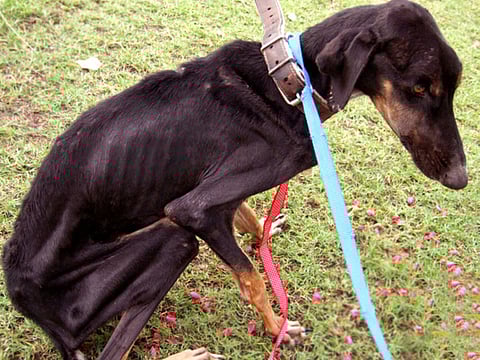 Unwanted, abused, abandoned - these helpless animals are in need of your help