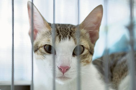 By Ellen Kruijning, Gulf News Reader